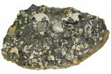 Fossil Ammonite (Scaphites) - South Dakota #137290-1
